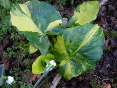 Arum maculatum 'Bakovci'